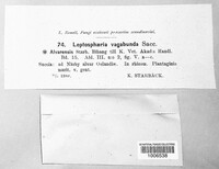 Leptosphaeria vagabunda image